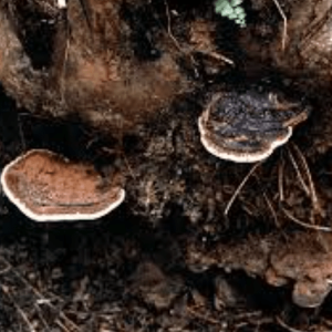 Capture-gandoerma-min (1)