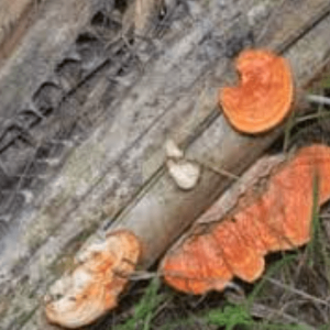 Capture-ganoderma-min